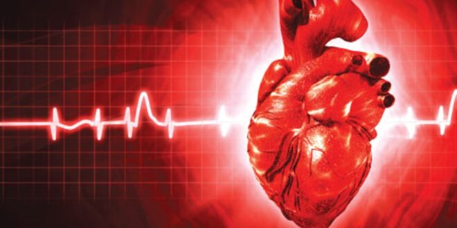 حقائق مذهلة عن طريقة عمل القلب وكيفية ضخّ الدم