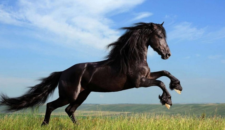 لماذا يجب قتل الحصان إن كسرت ساقه بدل علاجه؟!