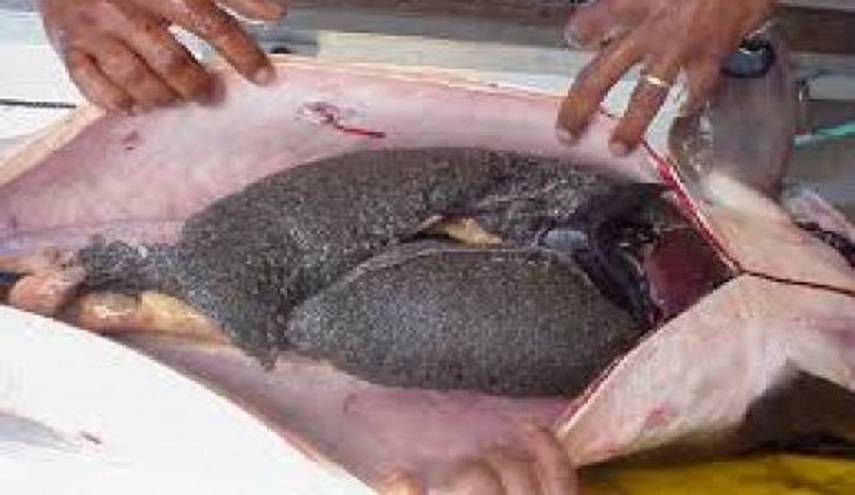 ايران تصدر مليونا دولار من الكافيار سنوياً