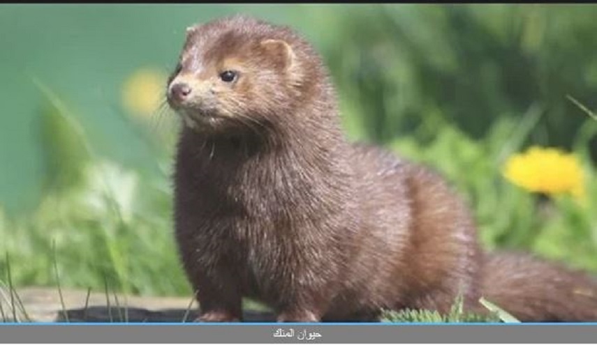  إعدام أكثر من 2.5 مليون حيوان المنك تسببت في انتشار كورونا