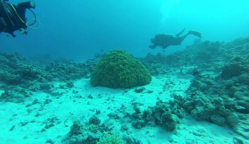 شاهد:  اكتشاف مخلوق يمكنه العودة من الموت