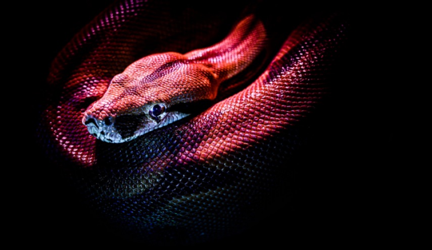 شاهد: اصطياد ثعبان نادر برأسين في فلوريدا 