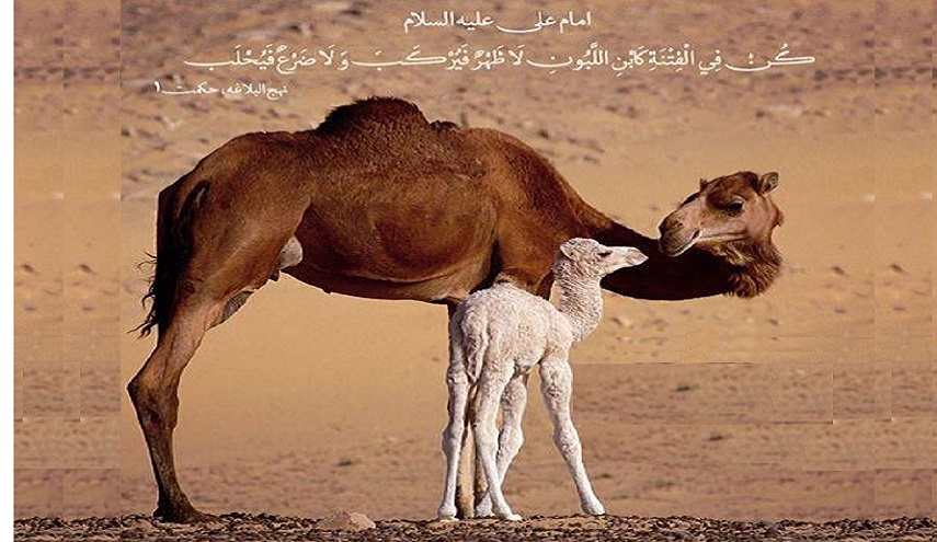 قبسات من حكم الإمام علي (ع).. (1) كُنْ فِي الْفِتْنَةِ كَابْنِ اللَّبُونِ