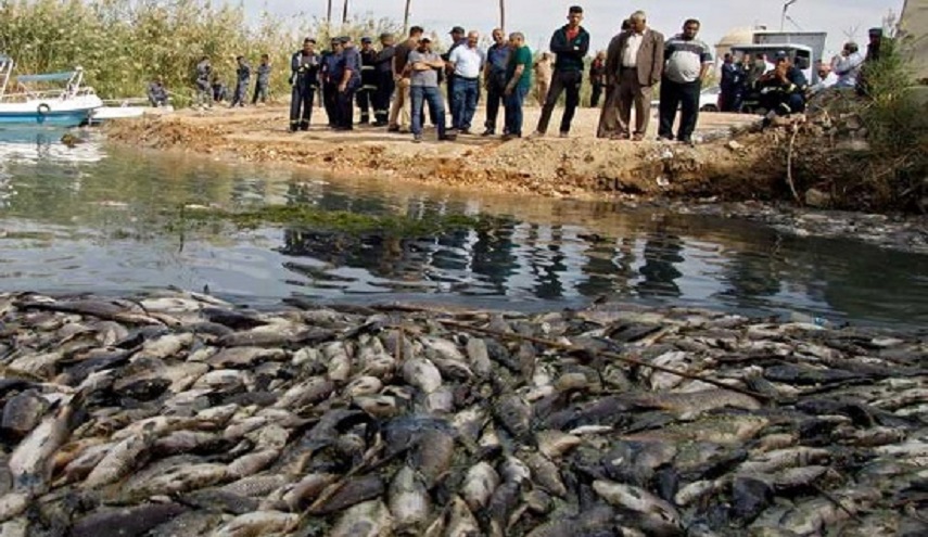 اكتشاف فيروس جديد قاتل يصيب الأسماك في العراق