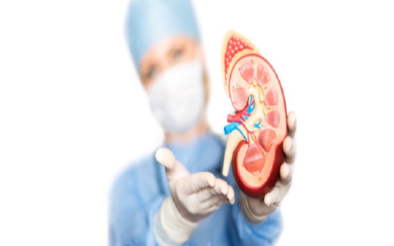 هل يستطيع الإنسان العيش بكلية واحدة