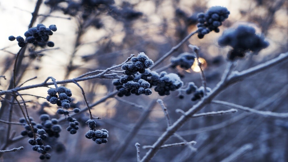 هذا العصير يؤدي إلى إسكات فيروس كورونا