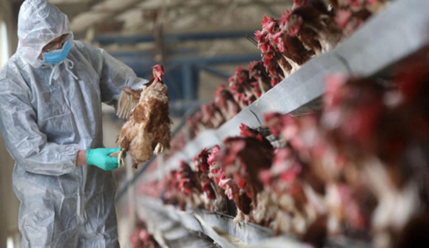 ما هي أعراض إنفلونزا الطيور وكيف تنتقل العدوى؟