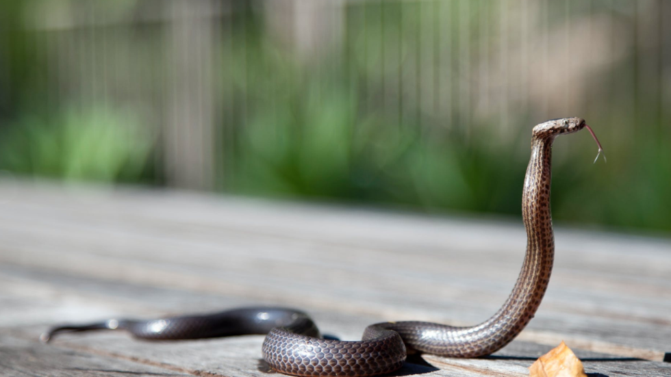 ثعبان نادر قزحي الألوان ومثير للاهتمام في فيتنام!