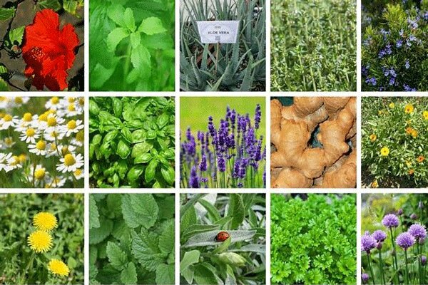 پادشاه گیاهان دارویی را بشناسید +عکس