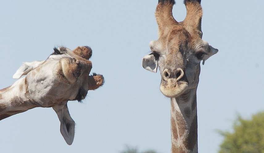 صور.. زرافتان تثيران دهشة العلماء لهذا السبب!