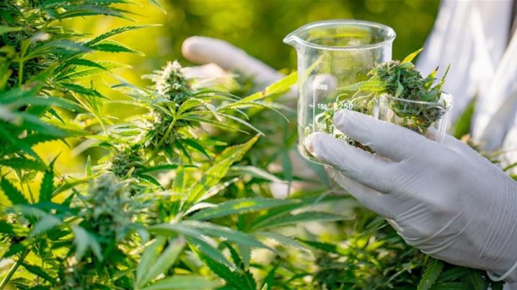 ما علاقة القنب في التقليل من خطر الاصابة بفيروس كورونا؟