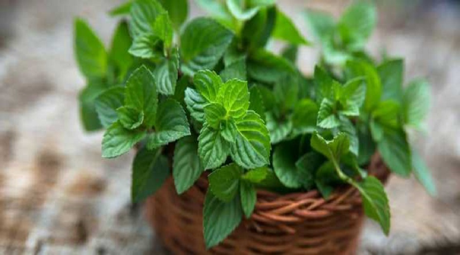 استنشاق 5 روائح يساعدك في إنقاص الوزن