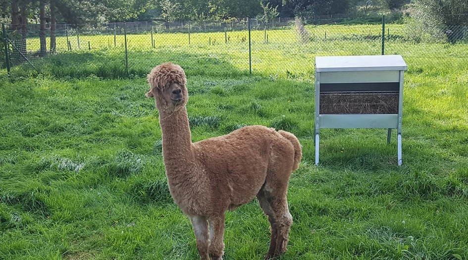 أمل جديد لعلاج كورونا من أجسام ينتجها هذا الحيوان!