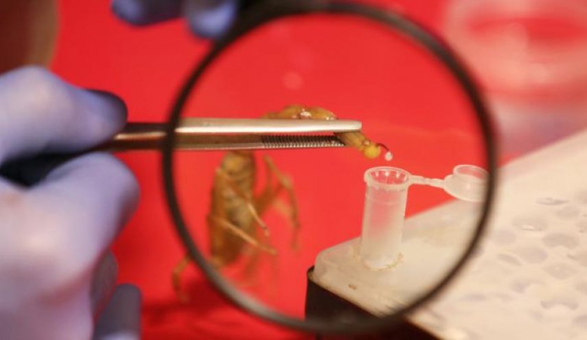 السائل الأغلى في العالم.. مشروع مصري لتصدير هذا السائل