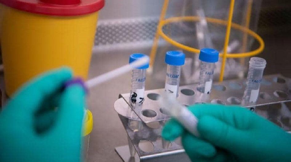 الصحة العالمية تكشف عن 12 سلالة  فيروس كورونا منذ 2019