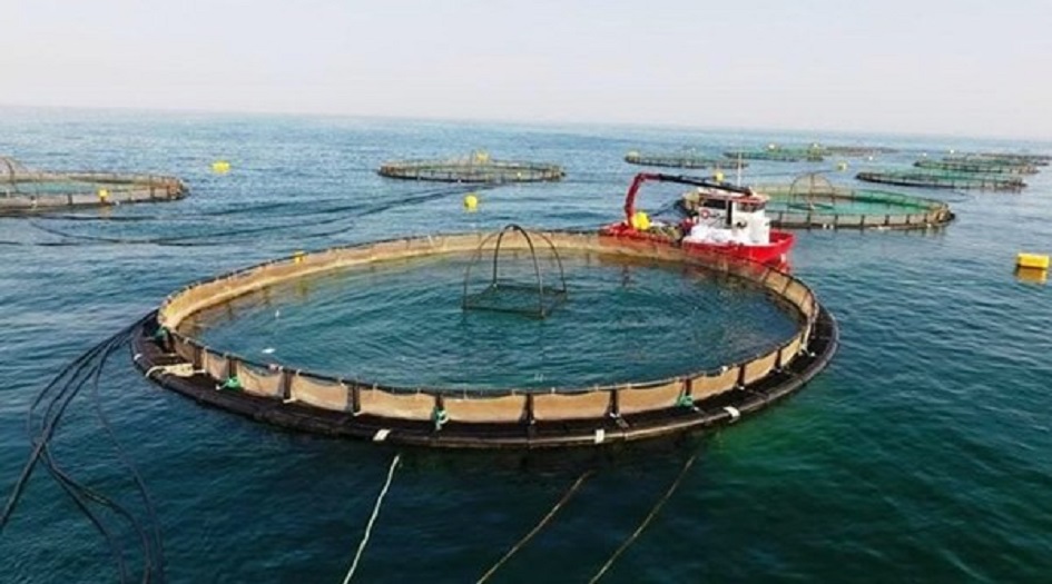 ايران... تدشين أكبر مزرعة لتربية الاسماك في غرب اسيا بجزيرة قشم