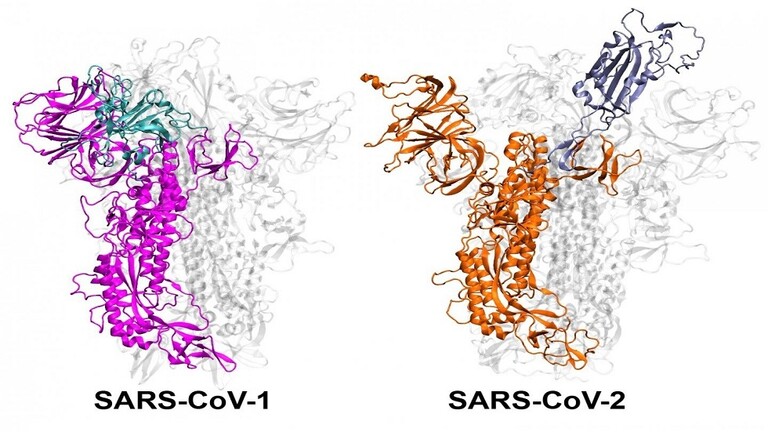 لماذا بعض سلالات فيروس كورونا أكثر عدوى من غيرها؟