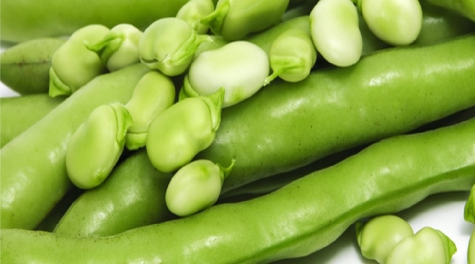 أبرز فوائد الفول الأخضر.. يحميك من الأنيميا وارتفاع ضغط الدم