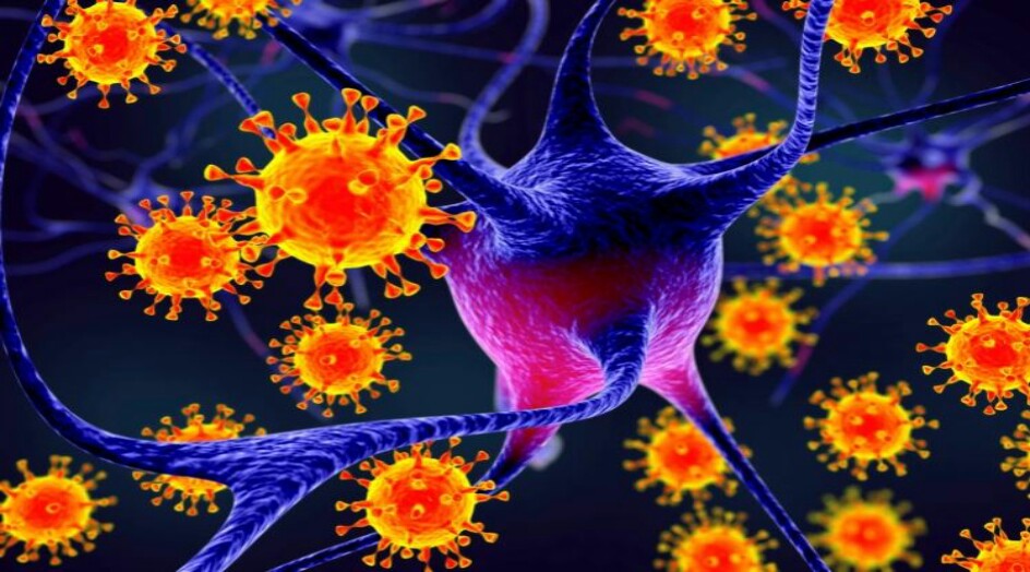 العلماء يكتشفون فيروساً آخراً "مطابقا لكورونا" قادر على الانتقال للبشر