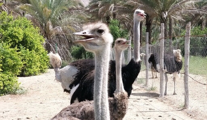 بالصور.. تربية النعام في مدينة دشتستان بمحافظة بوشهر الايرانية