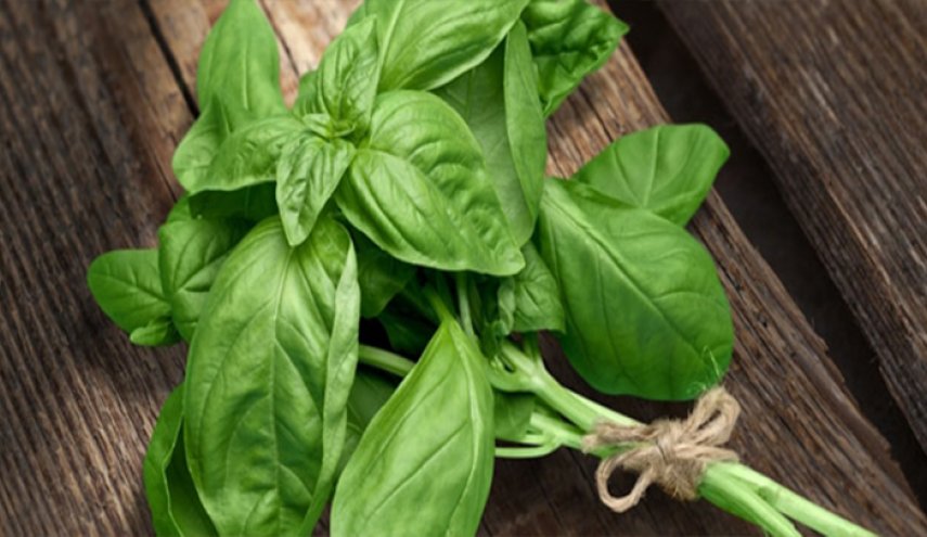 لاستعادة حاسة الشم..جرب هذا النبات