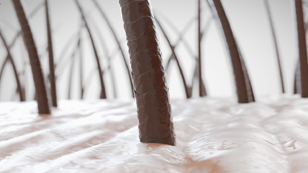 كشف طبي جديد قد يمهّد الطريق لعلاج الصلع!