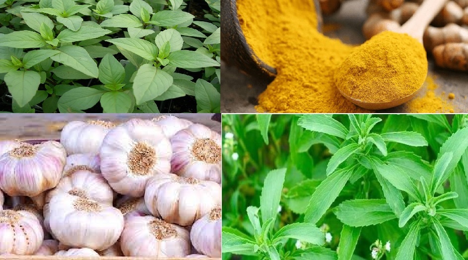 نباتات سحرية تجنبك زيارة الطبيب للأبد