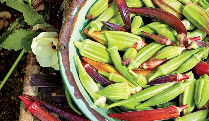 7 فوائد غذائية وصحية مذهلة للبامية.. تعرف عليها