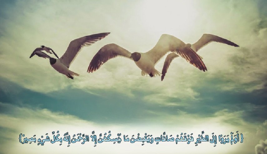 قبسات قرآنية (49 )..( أَوَلَمۡ يَرَوۡا۟ إِلَى ٱلطَّيۡرِ فَوۡقَهُمۡ صَـٰۤفَّـٰت وَيَقۡبِضۡنَۚ...)