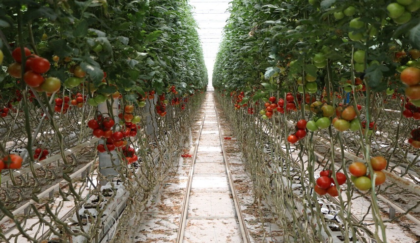 بالصور.. تشغيل أكبر دفيئة زجاجية بغرب آسيا في تبريز الايرانية