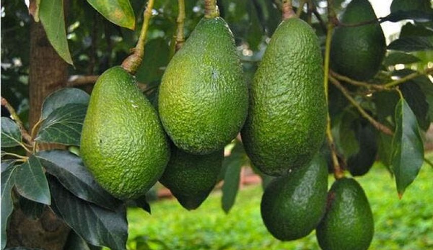 فوائد الأفوكادو الغذائية.. سوف يبهرك بما يقدمه لجسمك!