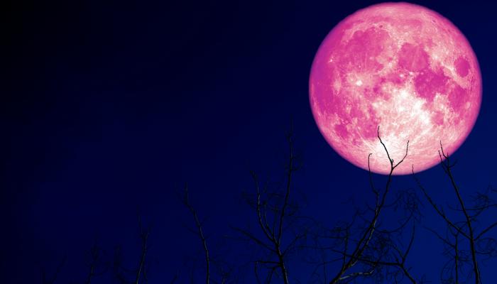 "القمر الفراولة".. العملاق الأخير في 2021