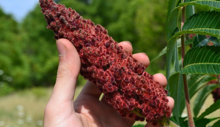 تعرفوا على فوائد السماق التي لا تخطر على البال