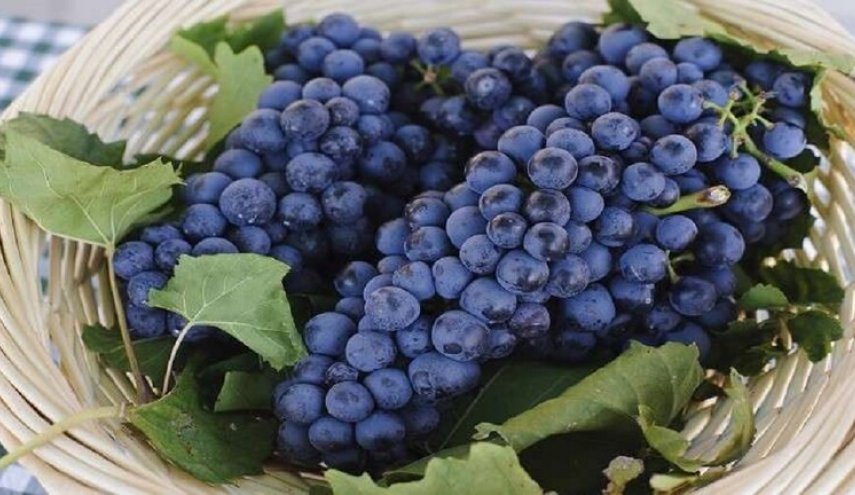 اليابان.. بيع عنقود عنب بـ 12 ألفا و700 دولار