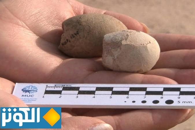 اكتشاف علمي مثير.. بيوض طيور تعود لـ85 مليون عام