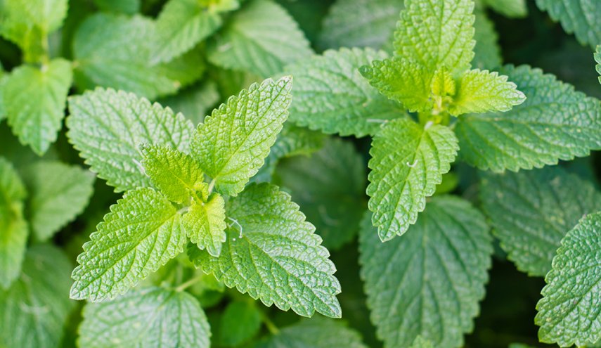 تعرف على نباتات تبعد عنك البعوض