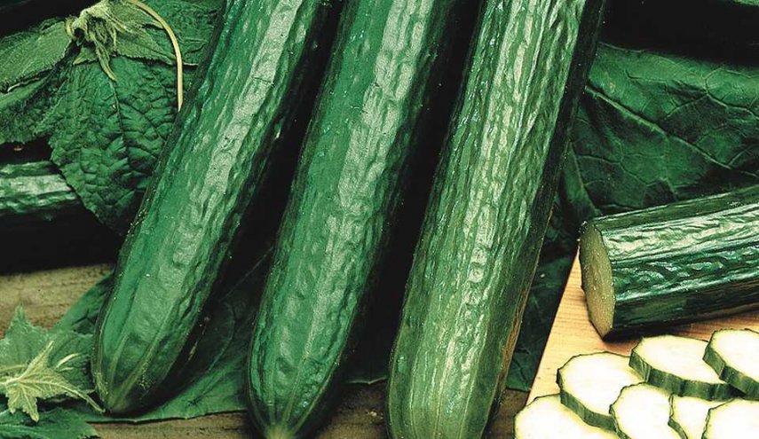 مفيد لمرضى السكري ويساعد في تخفيف الوزن.. تعرف على فوائد ثمرة الخيار