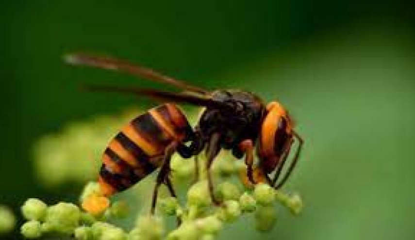 الدبابير جزء من نظام بيئي سليم