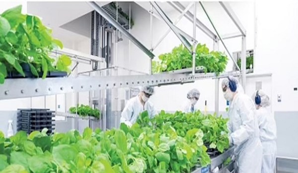  إنتاج لقاحات طبيعية باستخدام الزراعة الجزيئية 