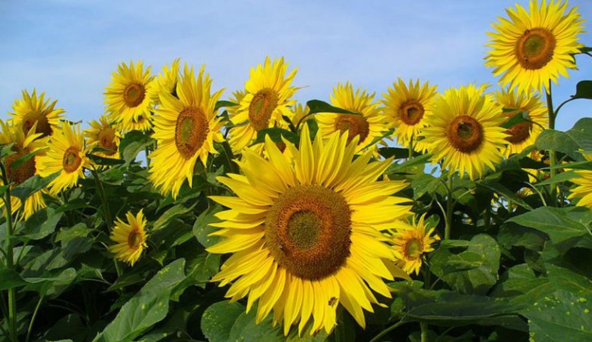 دراسة... لماذا تتجه أزهار دوار الشمس الناضجة إلى الشرق؟