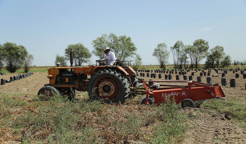 بالصور... حصاد البطاطس في شمال غرب ايران
