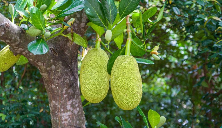 فاكهة غريبة يمكن أن تساعد في السيطرة على مستويات السكر في الدم!