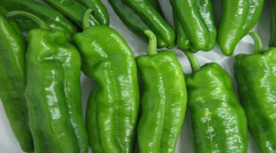 تعرف على الفوائد المذهلة للفلفل الأخضر الحار