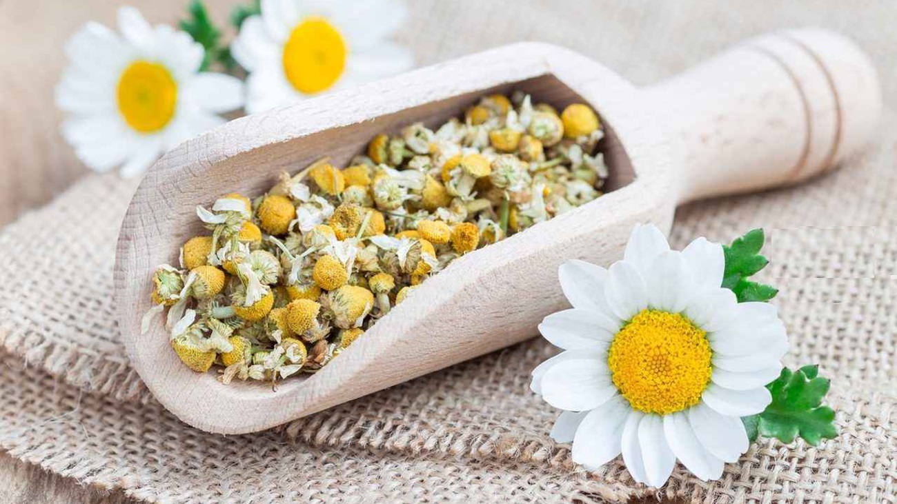 ۷ خاصیت شگفت انگیز بابونه