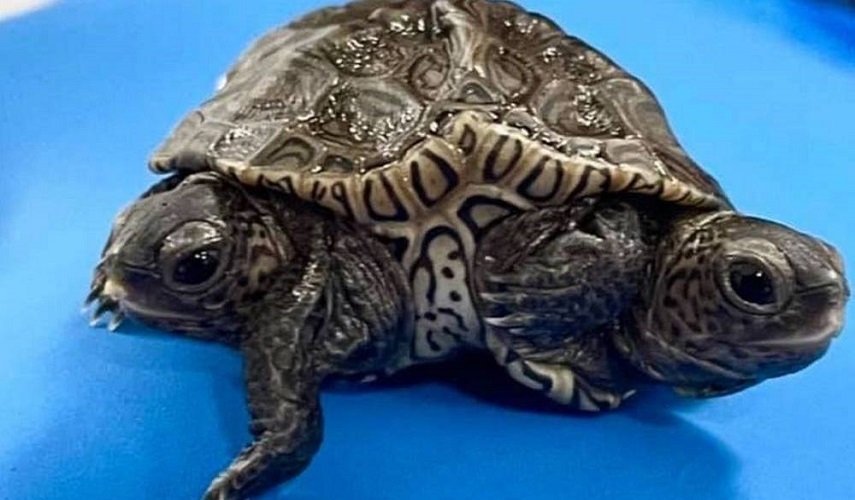 سلحفاة برأسين وست أرجل.. تعرف عليها