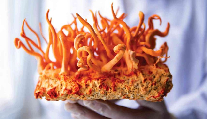 مركب من فطر الهيمالايا فعاليته تفوق الـ40% ضد الخلايا السرطانية