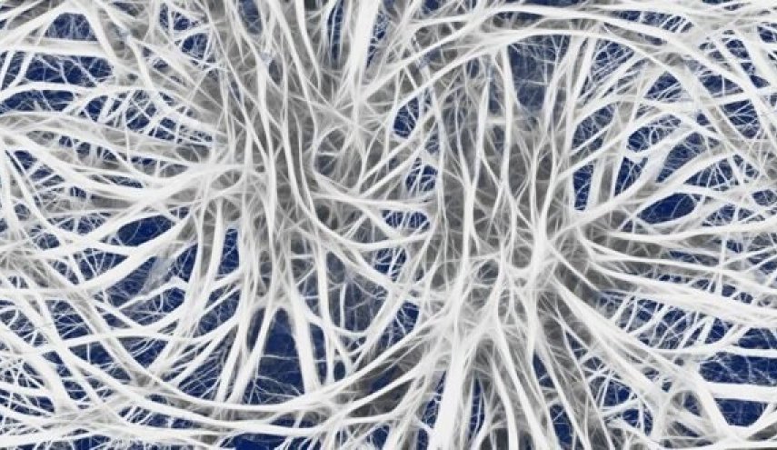 “حقنة نباتية” تغني الإنسان عن التنفس… علماء يحيون دماغا ميتاً