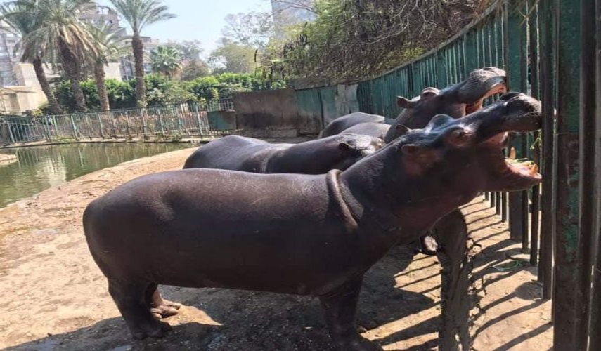 لأول مرة.. فيروس كورونا يصيب فرس النهر 