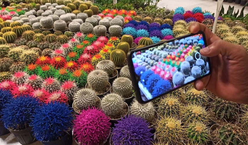 جابهار الايرانية تقيم معرضا للزهور الاستوائية + صور 