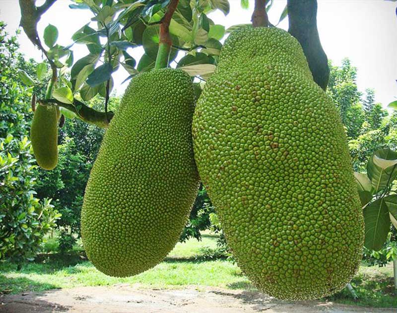 جک فروت؛ ​ میوه‌ای عجیب با خواص فراوان
